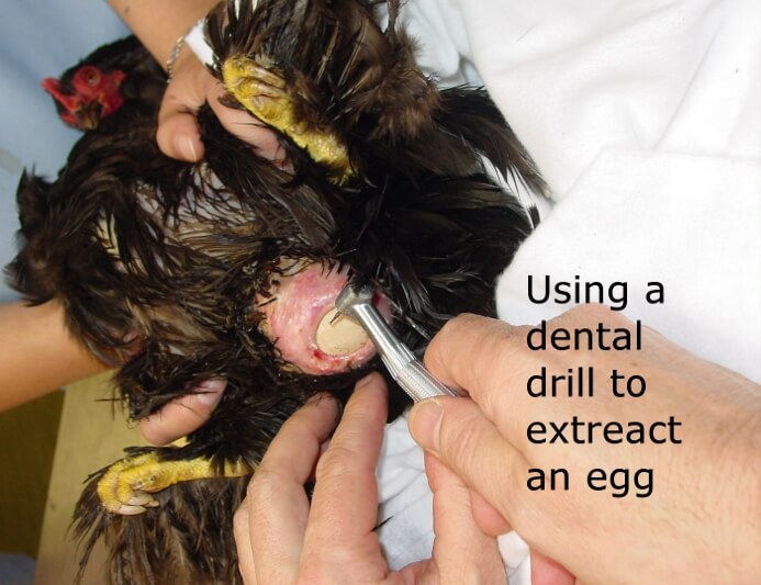 Many 
uses for a 
dental drill