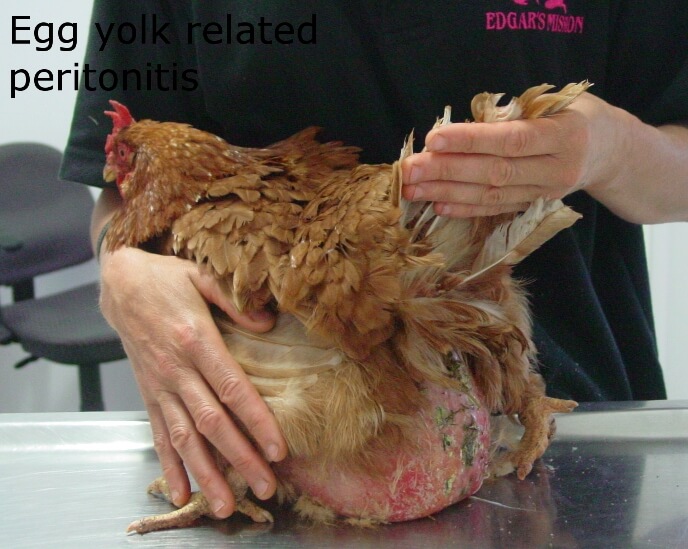 Fluid 
build 
up in abdominal cavity-chicken vet