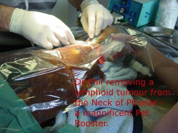 lymphoma in a rooster-chicken vet