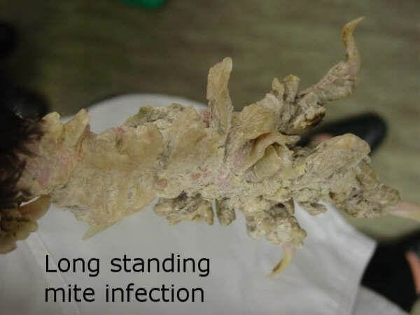  Chicken vet : chronic scaley mite infection 