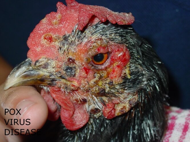 Pox 
Virus in a hen- chicken vet 