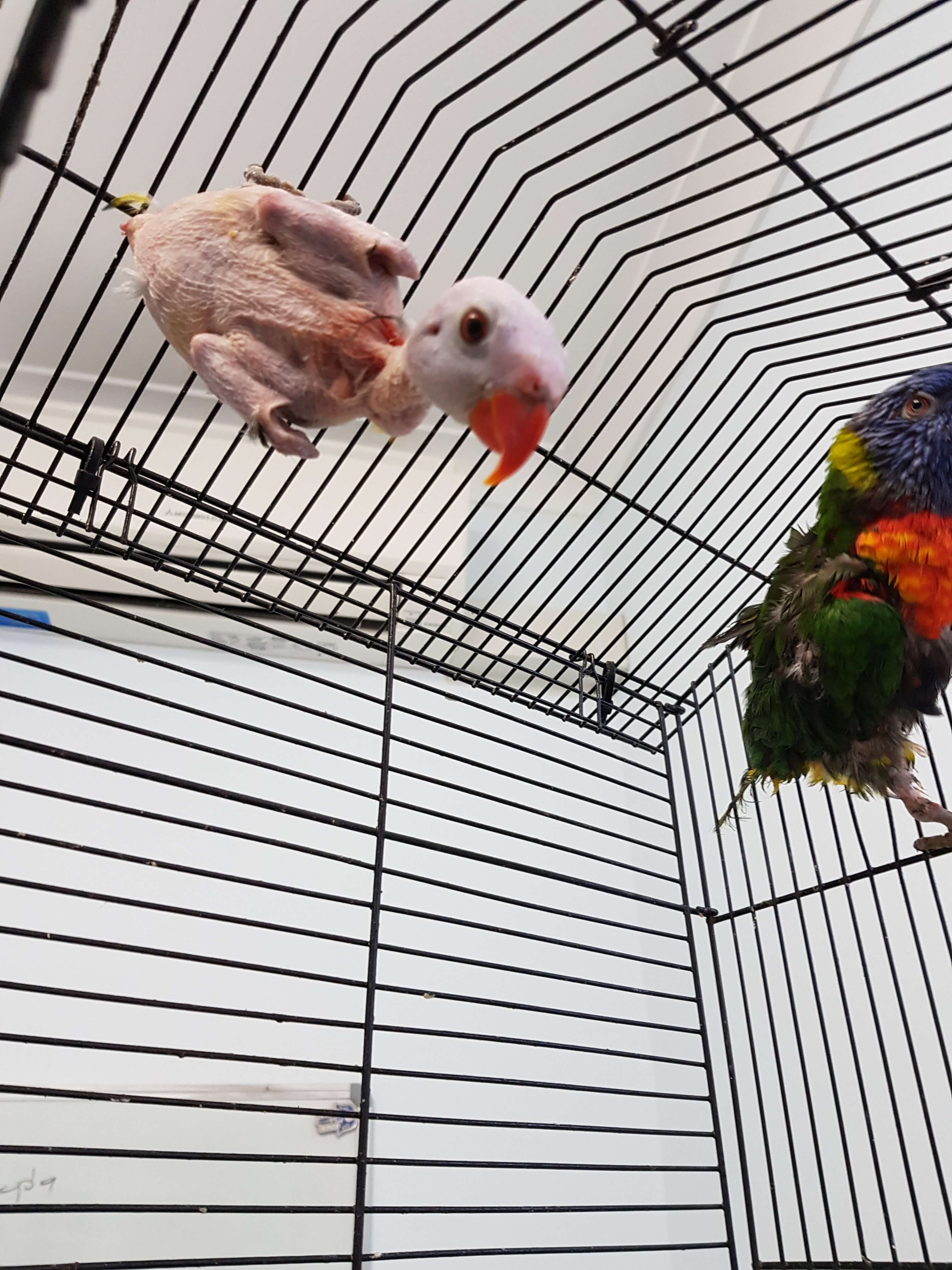 When you visit  Bird Vet Melbourne  you can be confident that your pet Bird  will be have expert Avian  care from the leaders in pet bird medicine