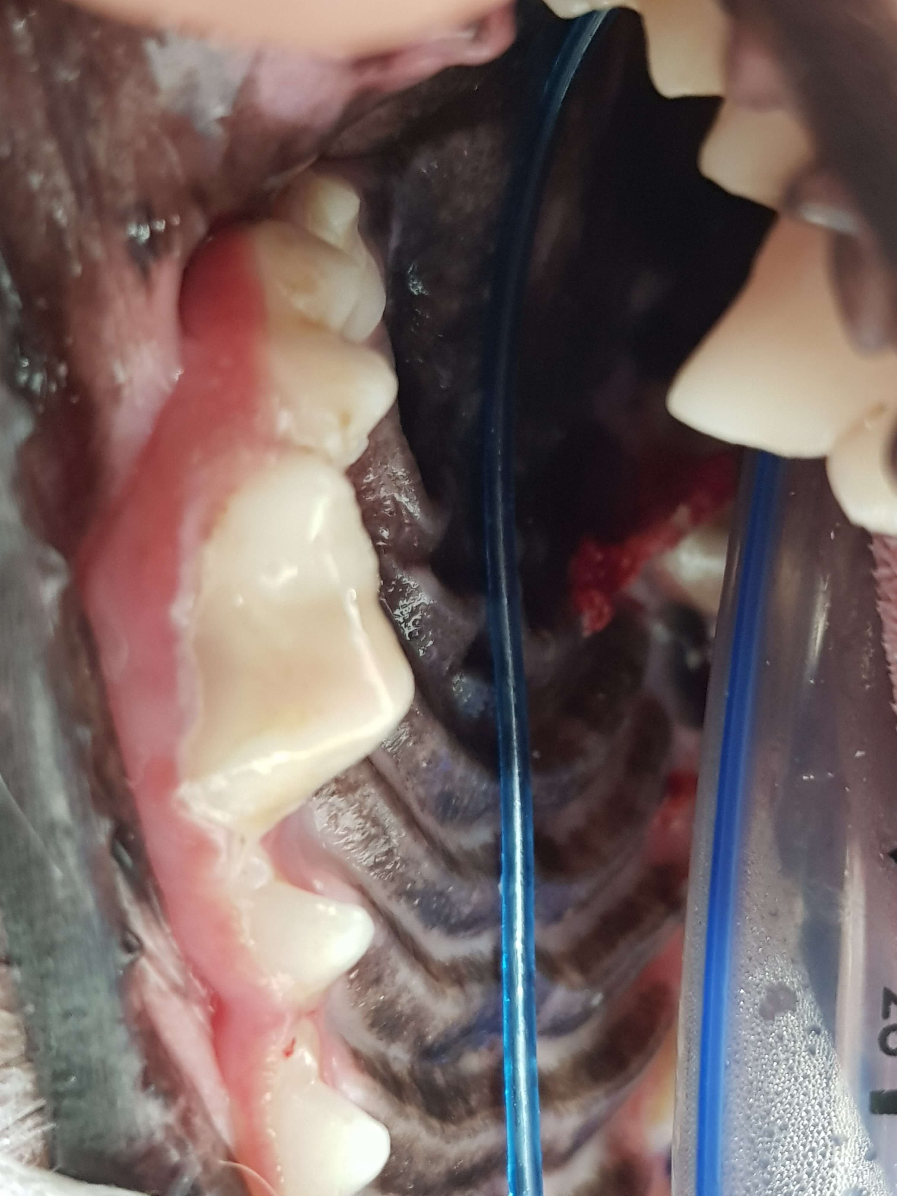 Vet Dental anasthetic Team, 