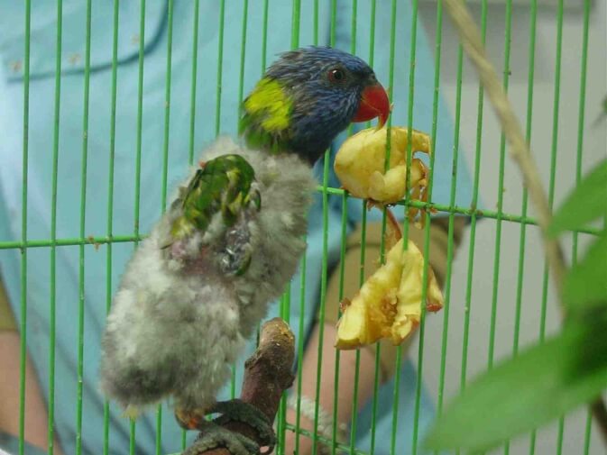 beak and feather disease in a Lorikeet
