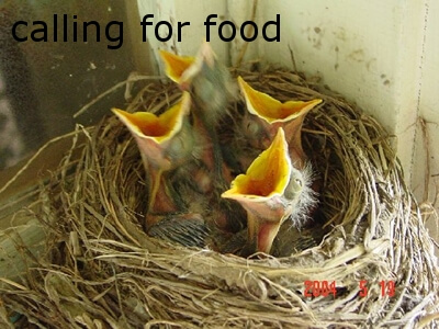 Bird-vet community