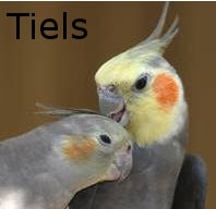 Cockatiel Doctor-Birdvet-bird Melbourne