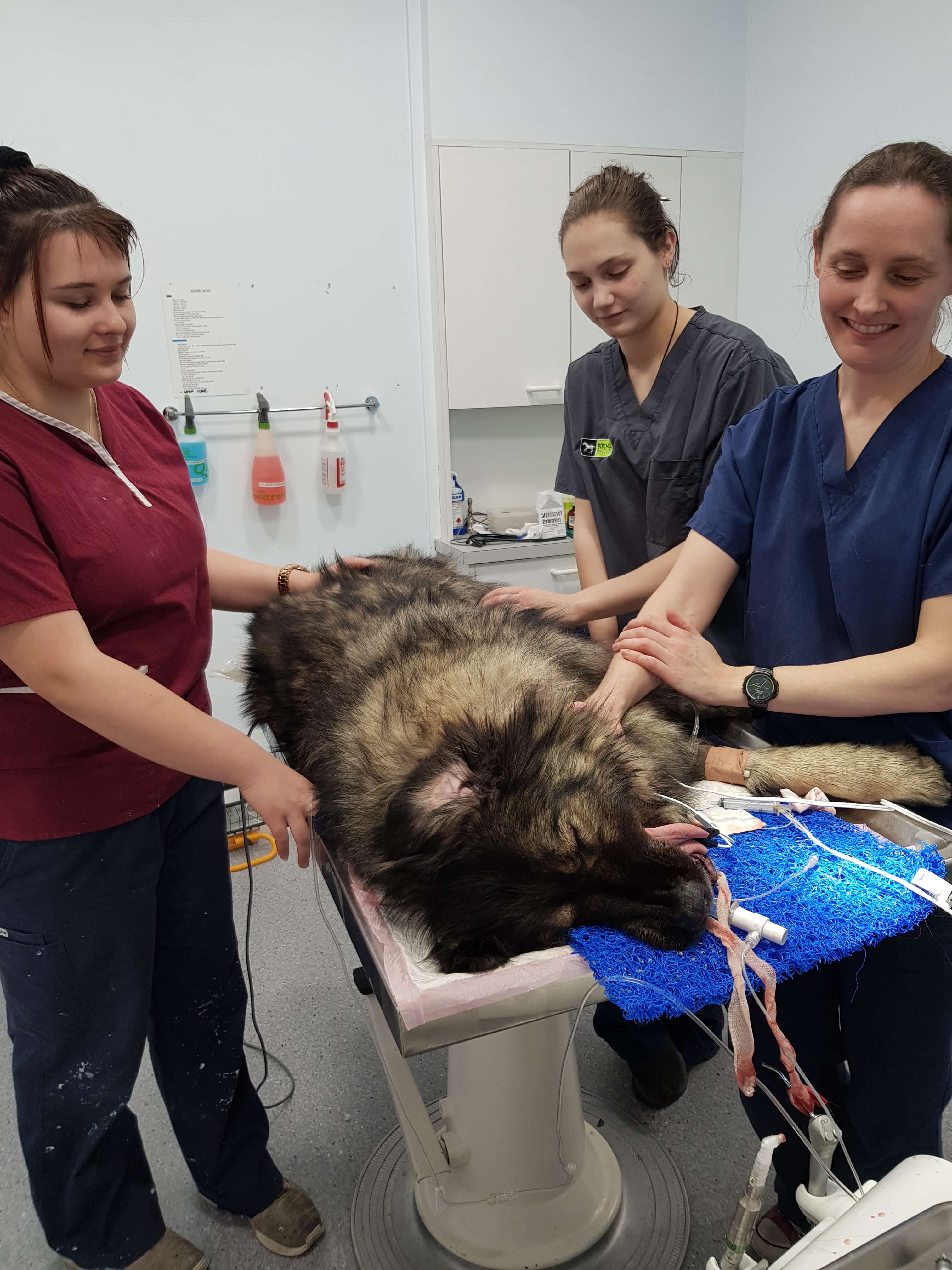 Vet Dental anasthetic Team