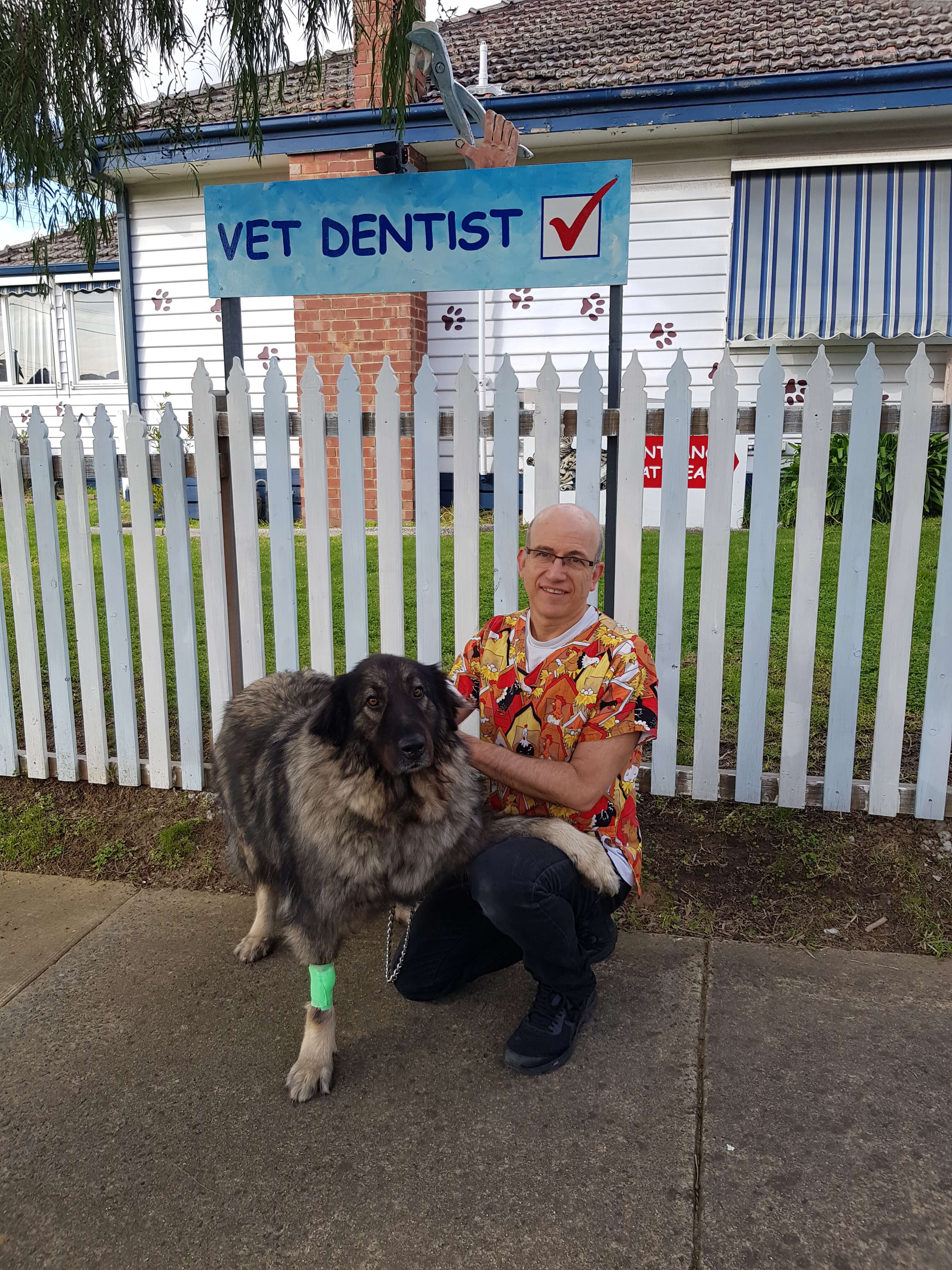 Dog dentist 
