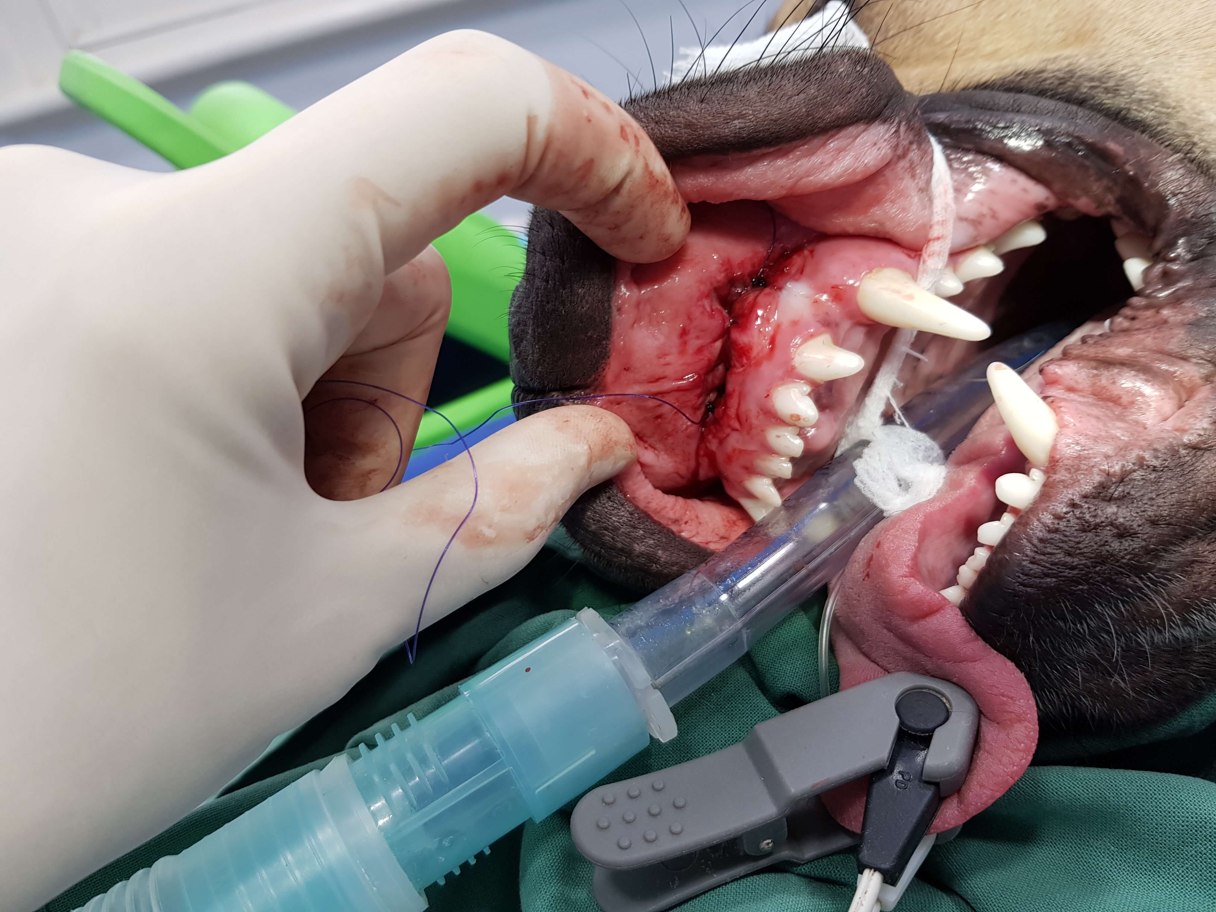 veterinary Oral surgery - vet dentist 
