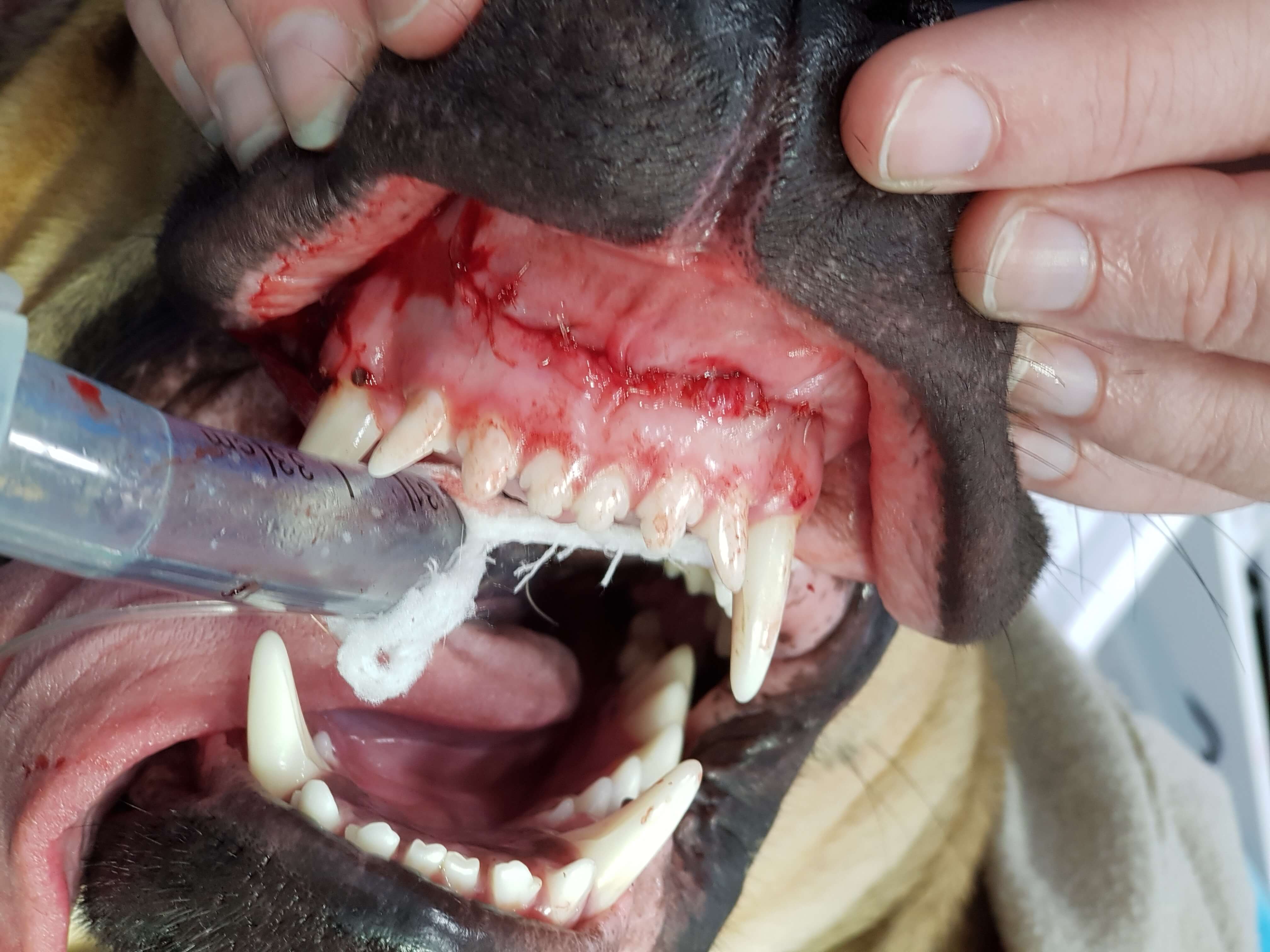 Veterinary dentist near me