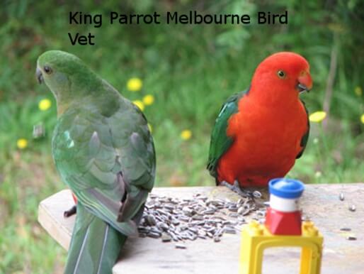 Melbourne bird vets - King parrots in the wild 