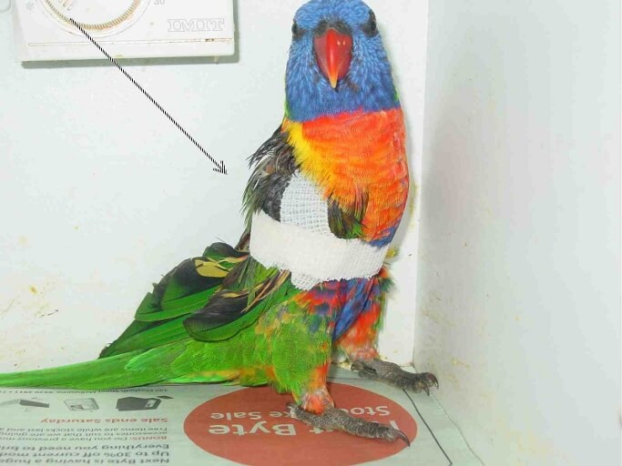 Bird vet wing bandage