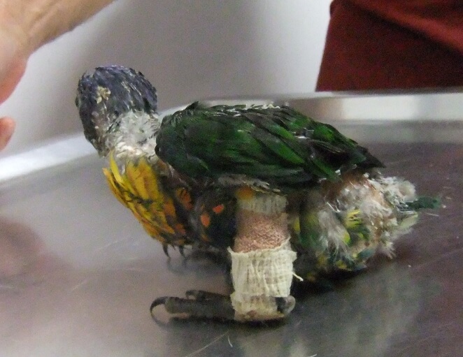 Repairing a deviated bone at Birdvet Melbourne