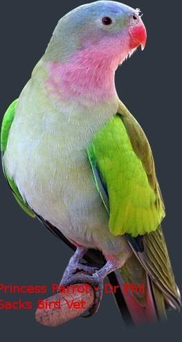 Princess parrot Dr Phil Sacks Birdvet Melbounre