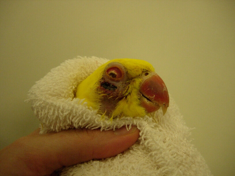 Bird vet Melbourne, Sinusitus in an Alexanderine.JPG