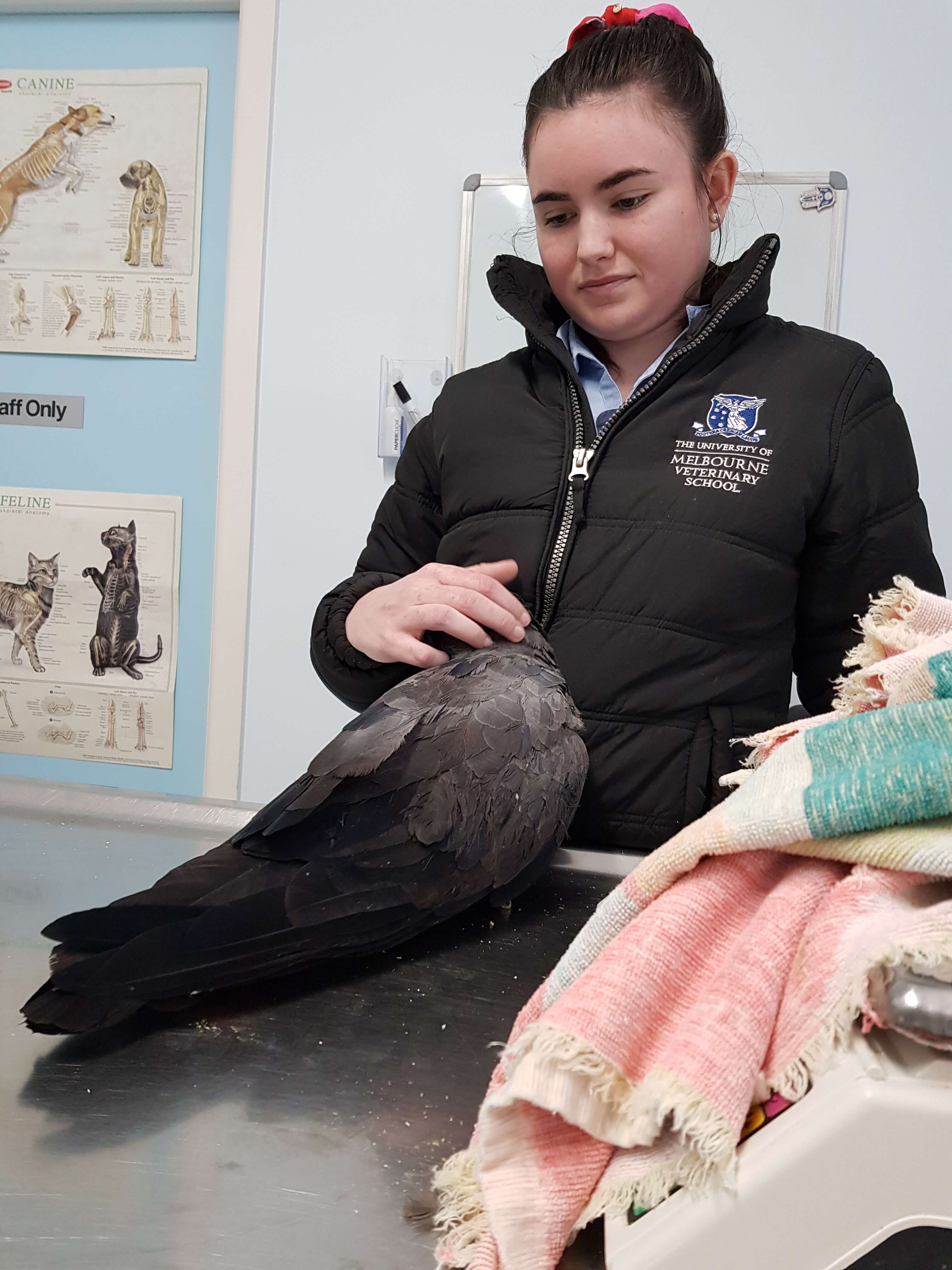Bird Vet Near me