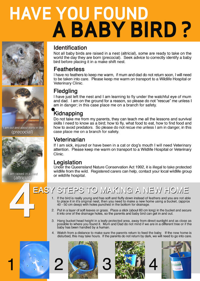 caring for wildlife - at bird vet melbourne