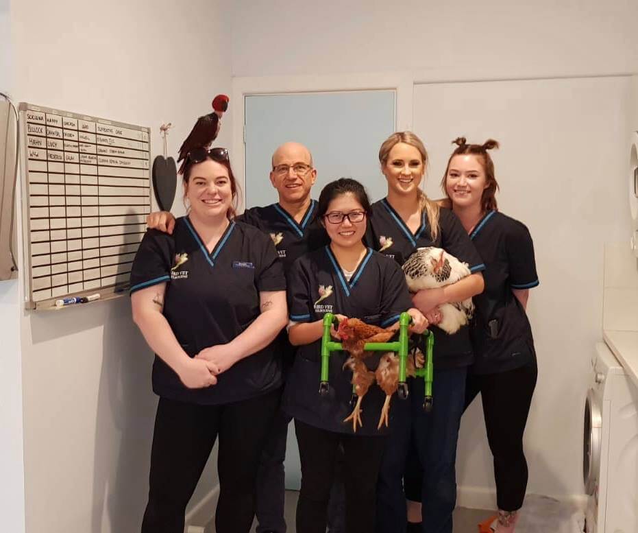 Avian nurse caring for a bird patient at Bird Vet Melbourne
