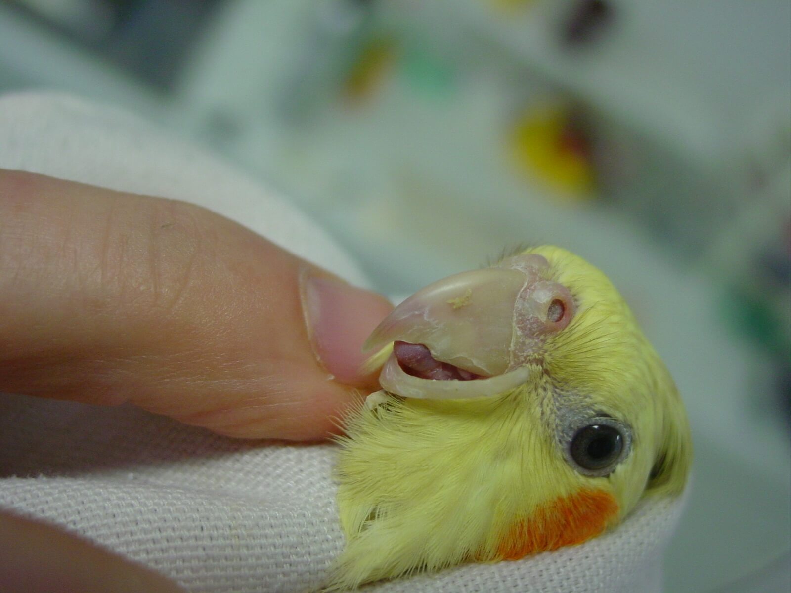 bird vet lower beak overgrown beak trim