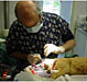 Cat dental veterinarian