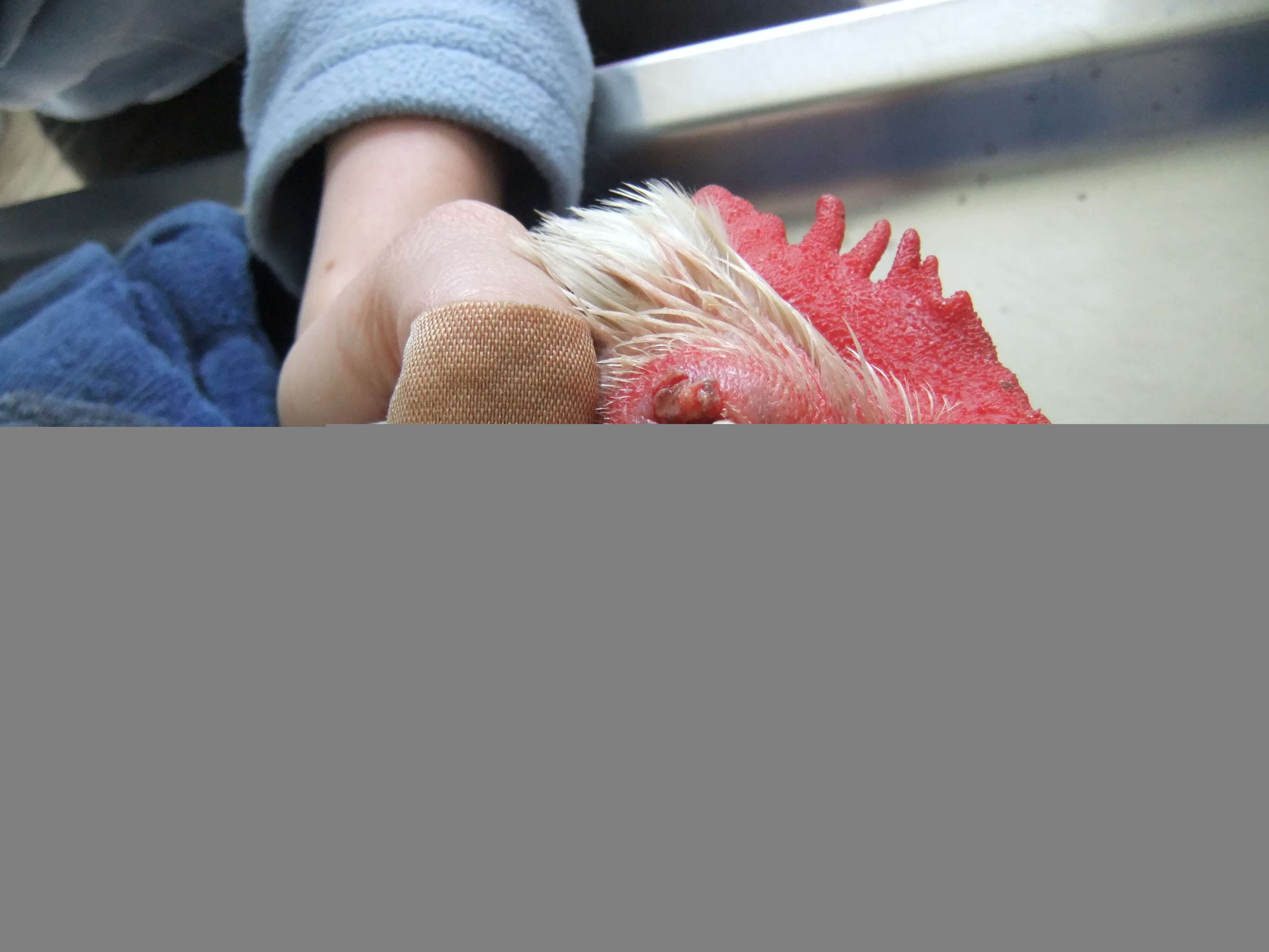 Chicken respiratory disease 