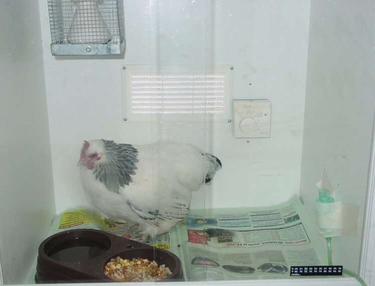 Chicken in incubator at Chicken vet 