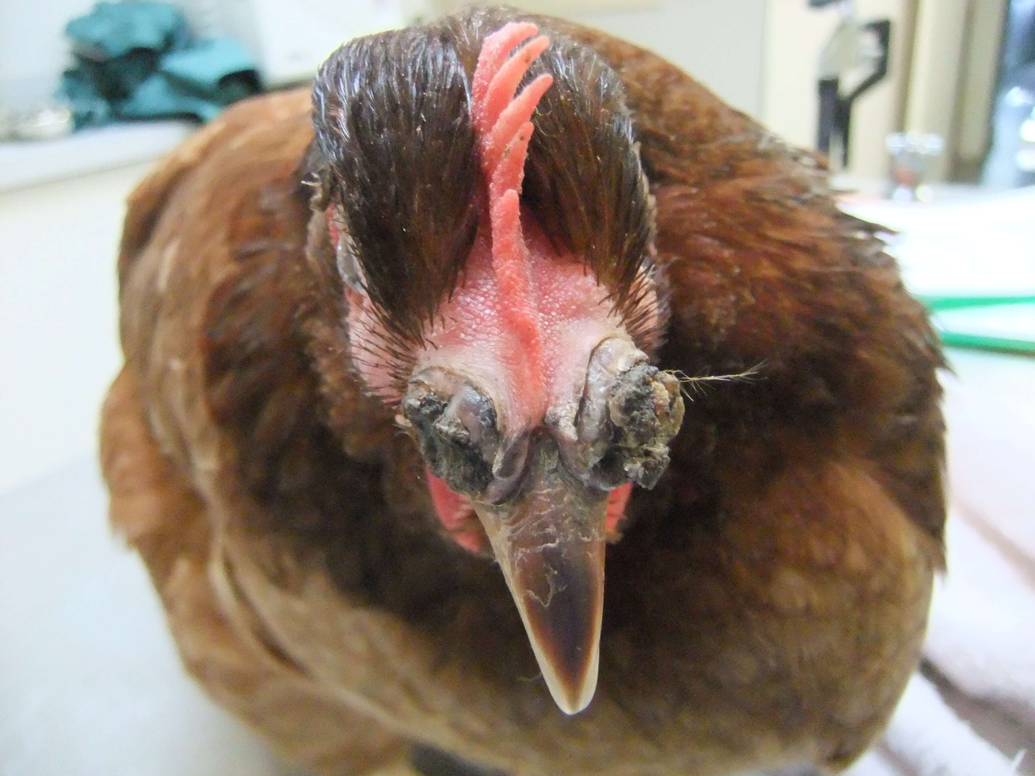 Mycoiplasma in chickens - chicken vet