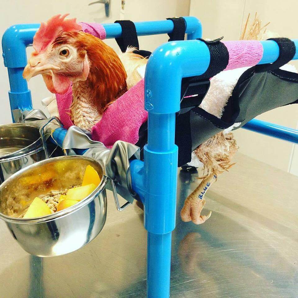 best chicken vet
