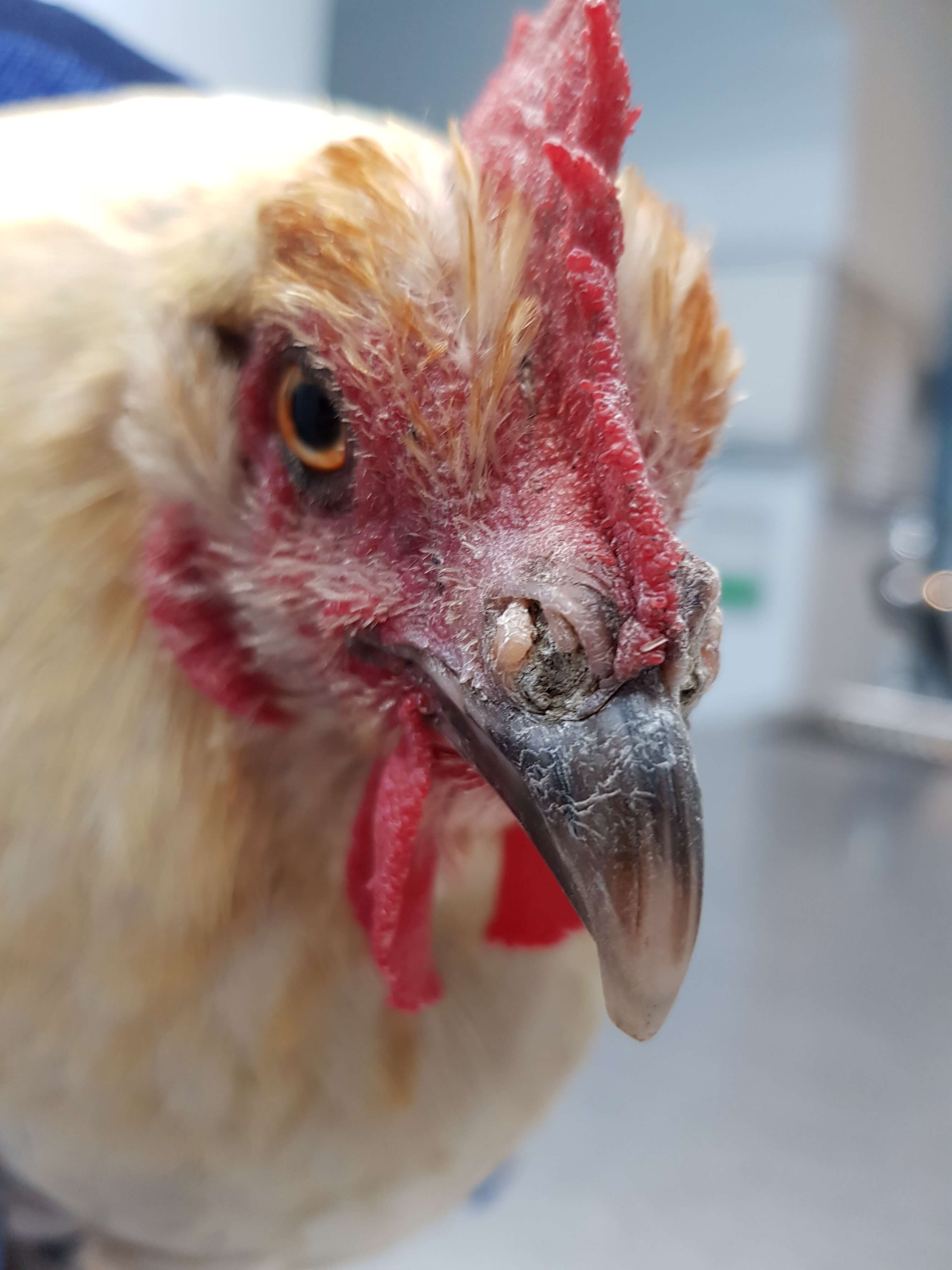 melbourne chicken vet is the best vet for pet chickens 