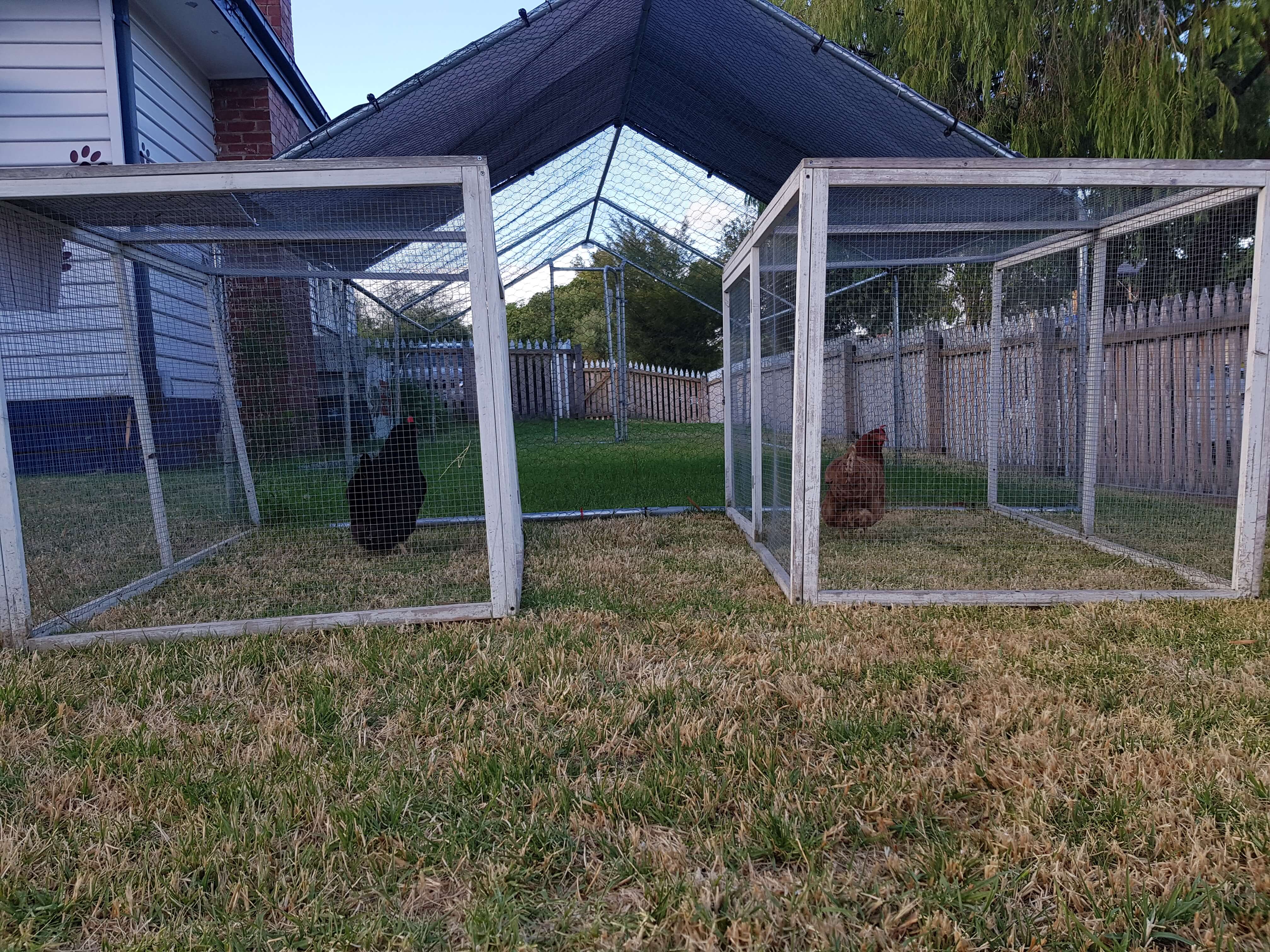 At the chicken vet | Melbourne chicken vet