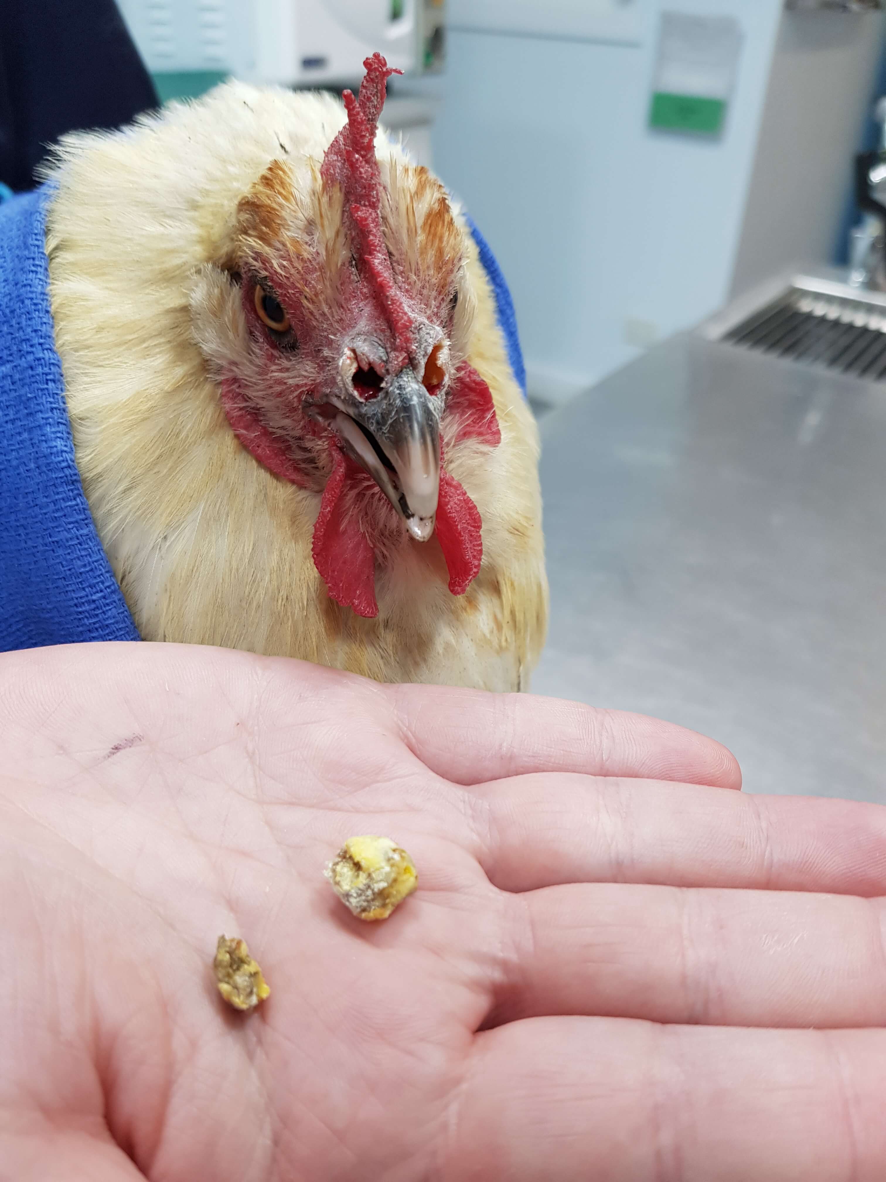 melbourne chicken vet is the best vet for pet chickens 