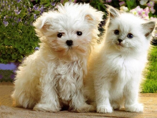 Cat Vet clinic Melbourne