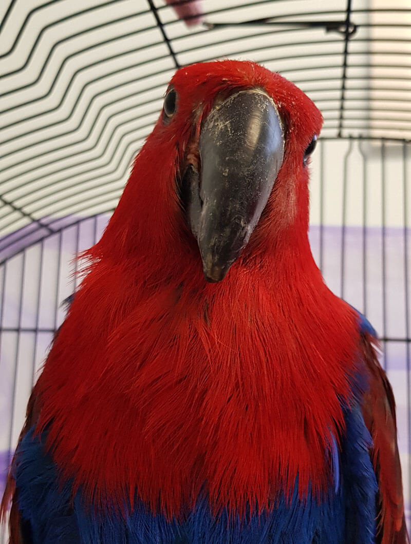 Vet for eclectus parrots