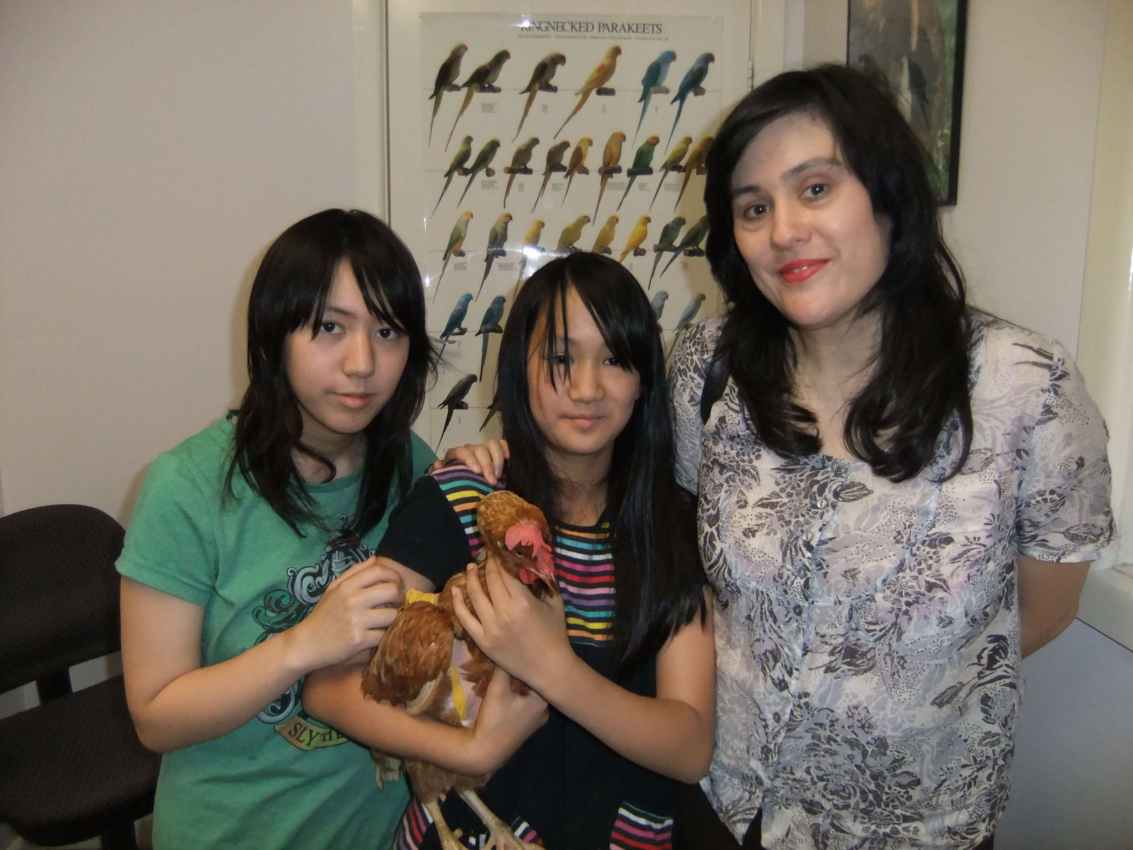 chicken vet near me the best veterinary facility for chickens.