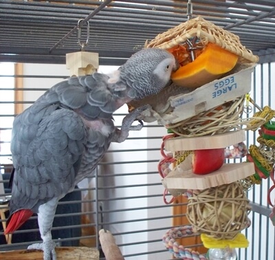 parrot toy