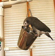 parrot toy