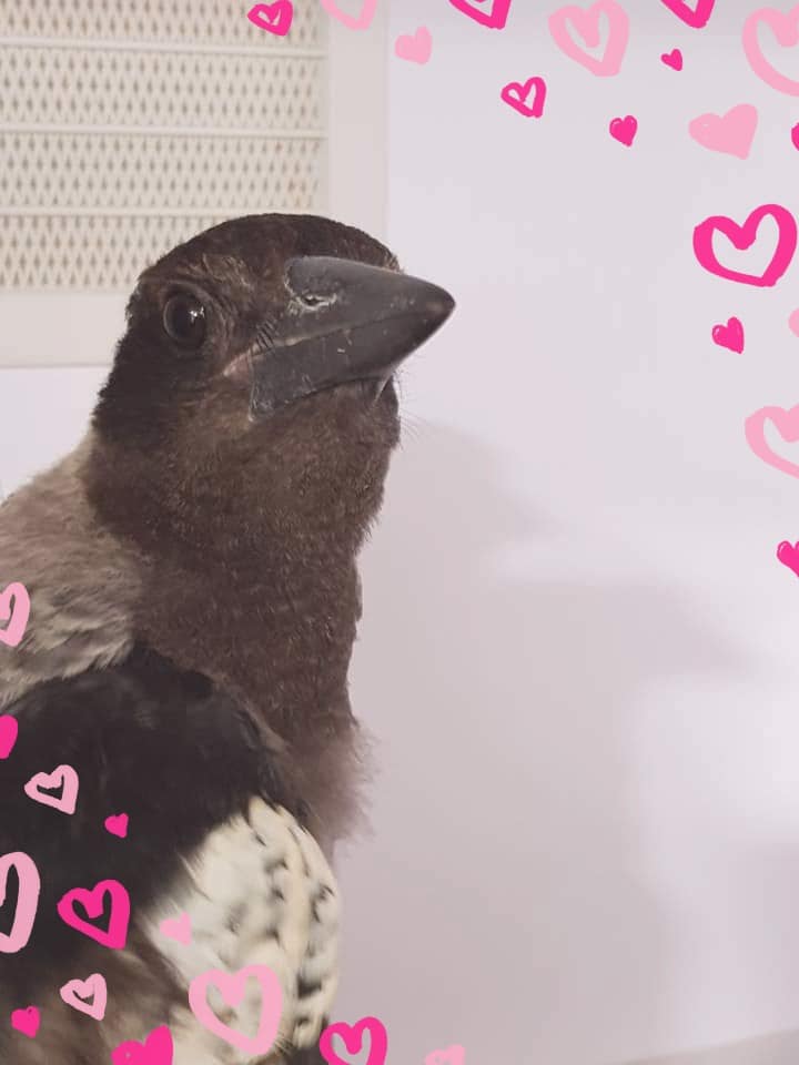 melbournebirdvet