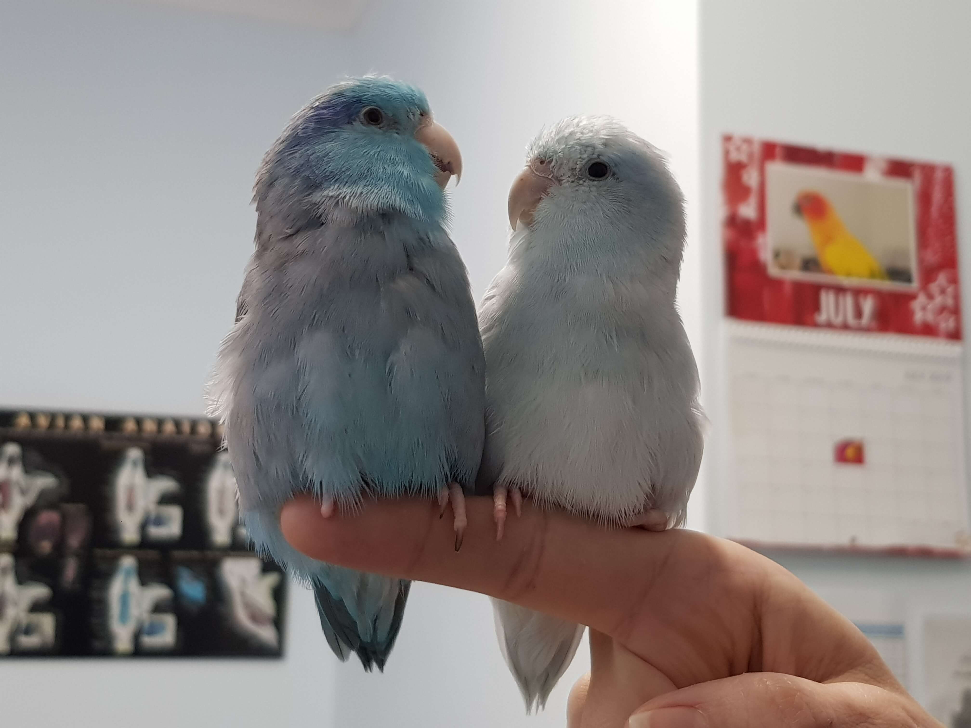 When you visit  Bird Vet Melbourne  you can be confident that your pet Bird  will be have expert Avian  care from the leaders in pet bird medicine