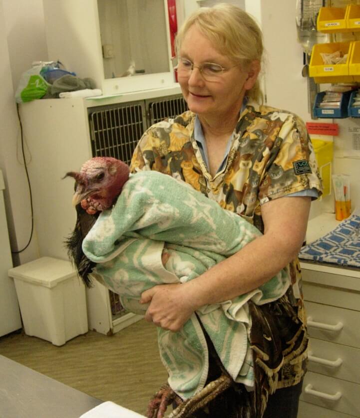 Bird vet specialist with a pet turkey at the vet , birdclinic.net