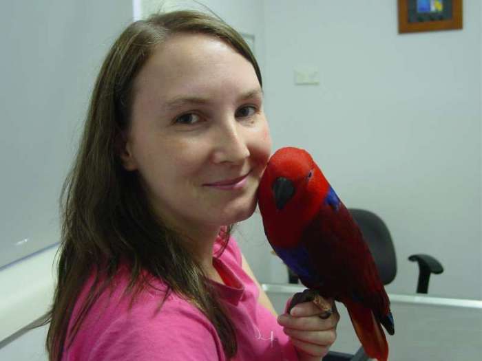 Eclectus parrot  Vet 