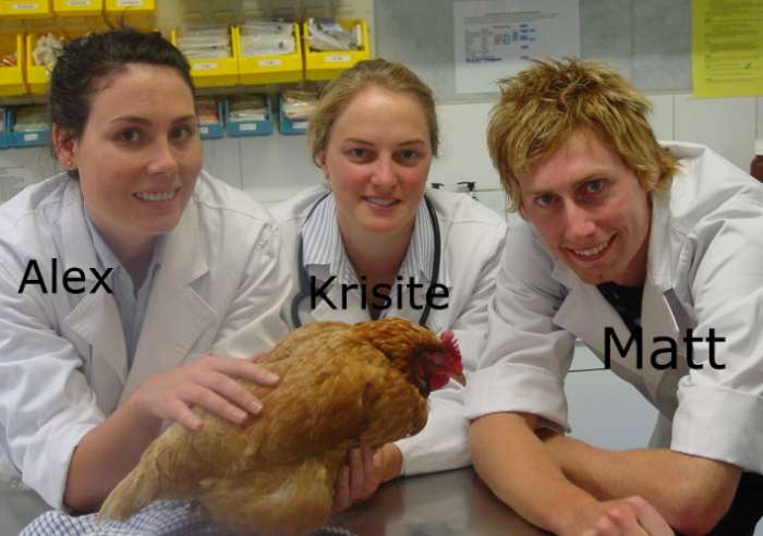 Melbourne Bird Vet - Chichen peritonitis
