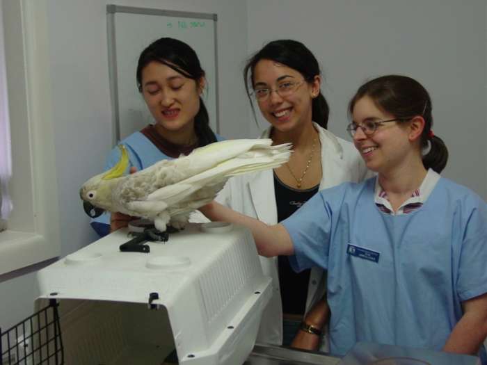 Melbourne Bird vet -Veterinary teaching 