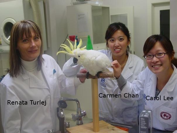 Melbourne Bird Vet - Cockatoo with weight loss
