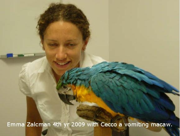 Macaw vomiting -Melbourne bird vet