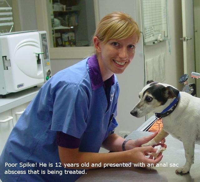 Anal sac disease - Veterinarain Dr Phl