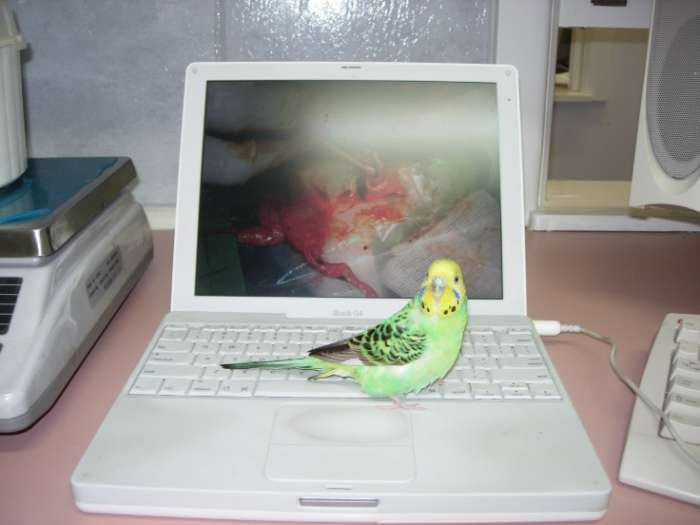 Budgie vet Melbourne - budgerigar specialist care
