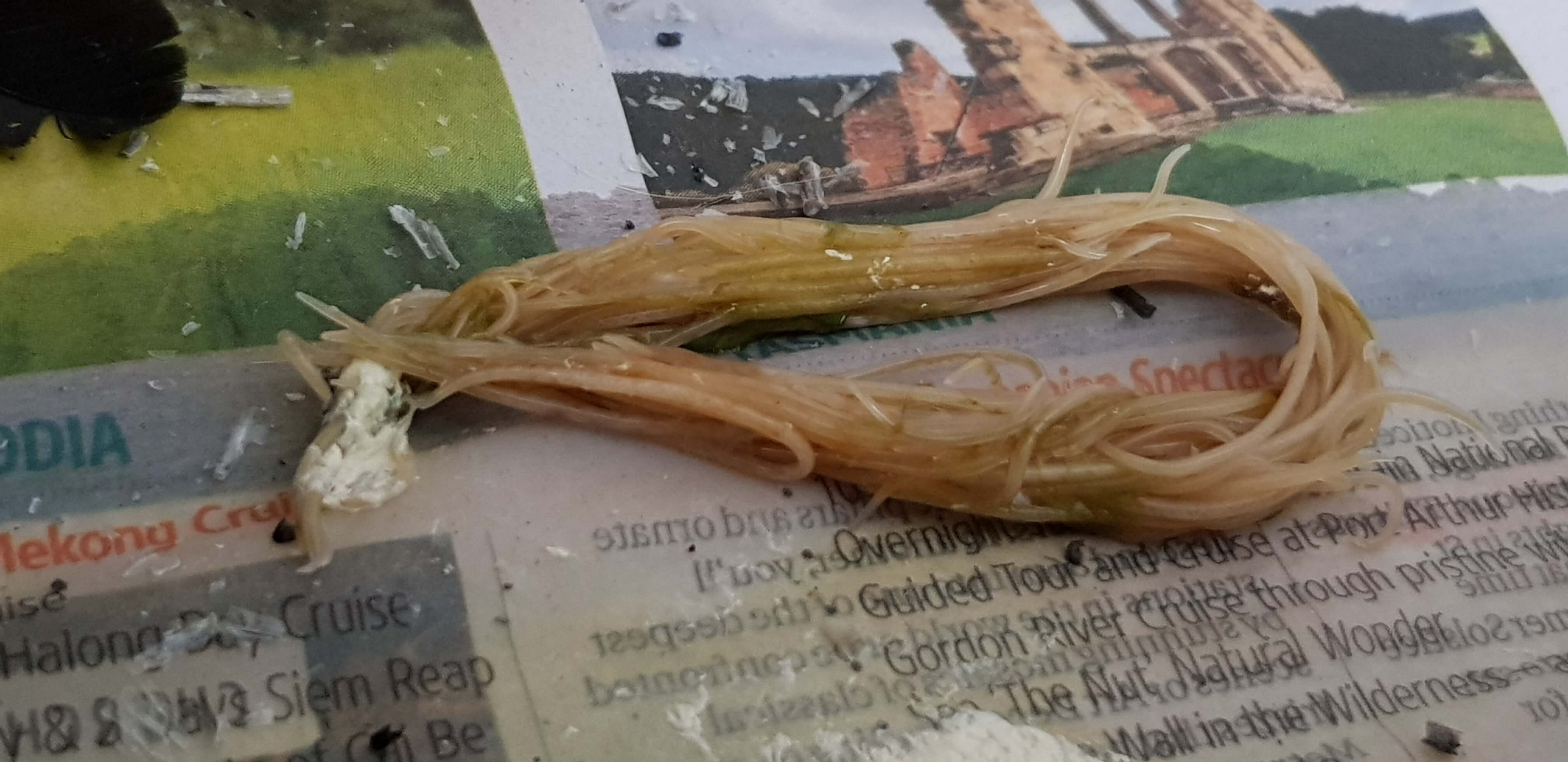 Chicken wormer | worming for chickens